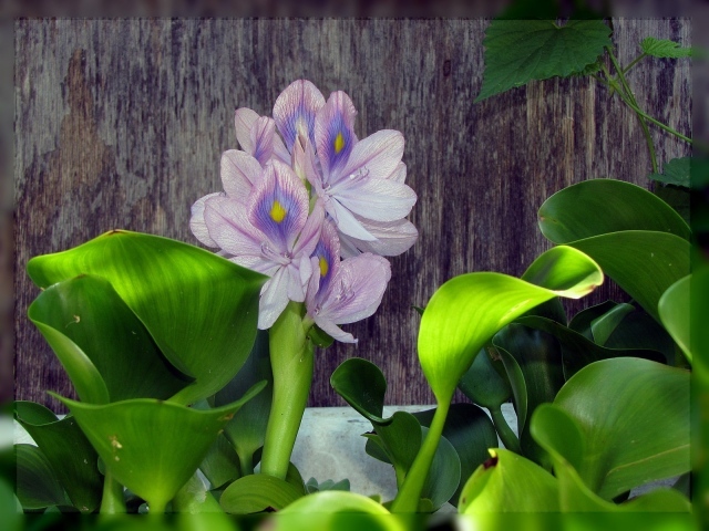 Цветок гиацинт восточный