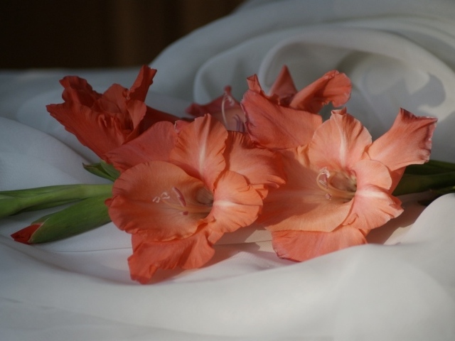 Пара оранжевых гладиолусов