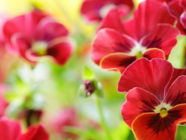 Анютины глазки