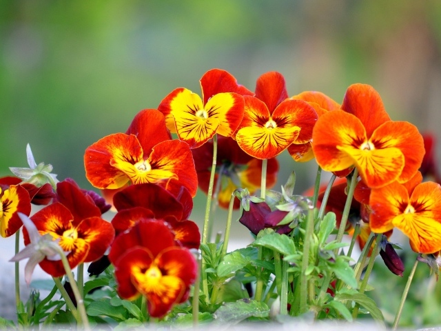 Цветы анютины глазки расцвели в саду