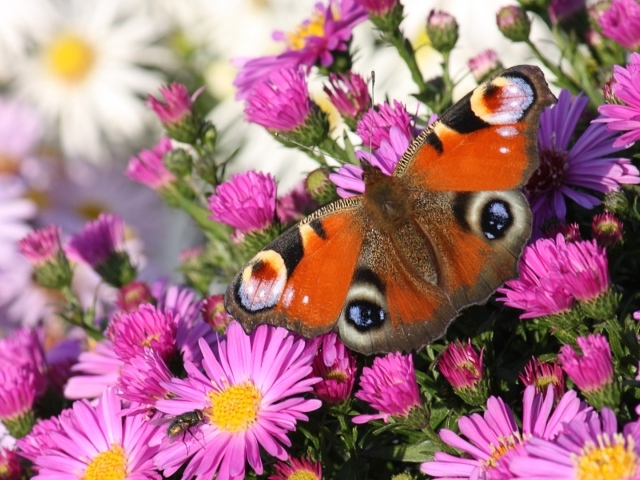 Бабочка павлин