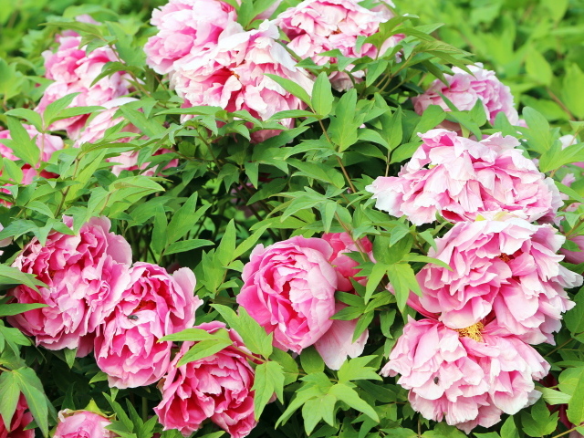 Цветы пионы в саду