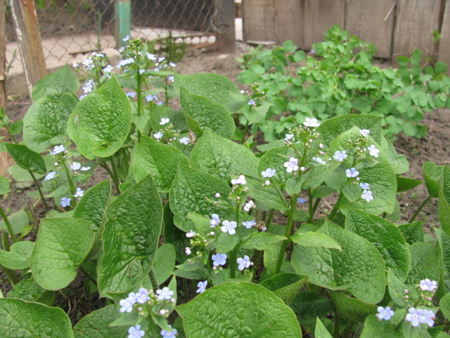 Многолетнее красивое растение бруннера