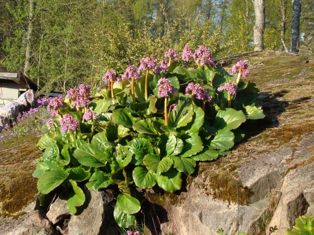 Многолетнее растение бадан в парке