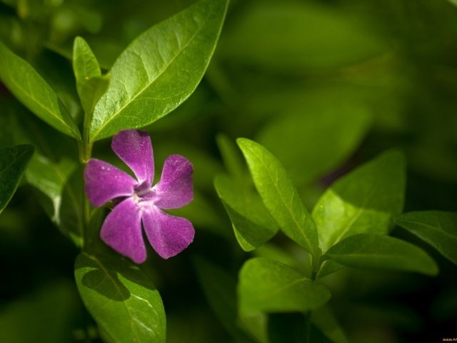 Выращивание цветов барвинок в саду