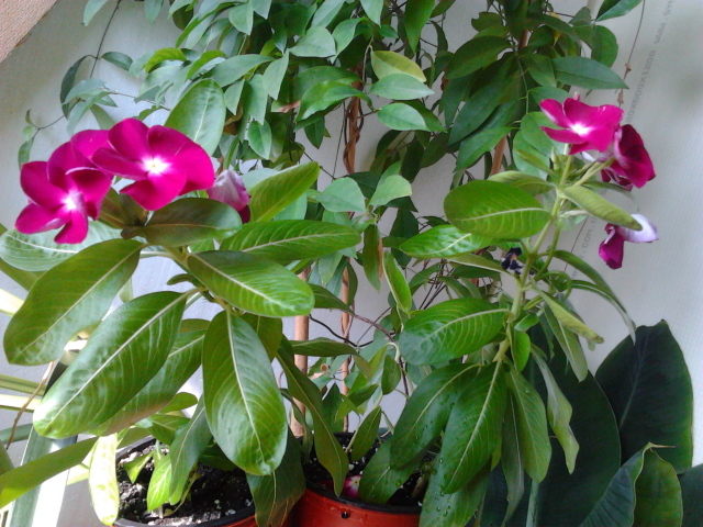 Садовые цветы барвинок на дачном участке