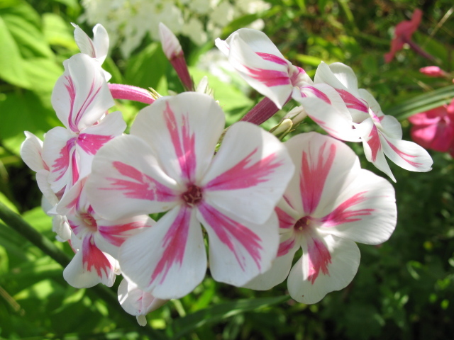 Флокс расцвел на солнечной поляне