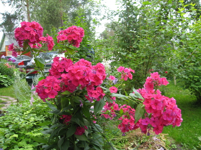 Цветы флокс цветут на поляне