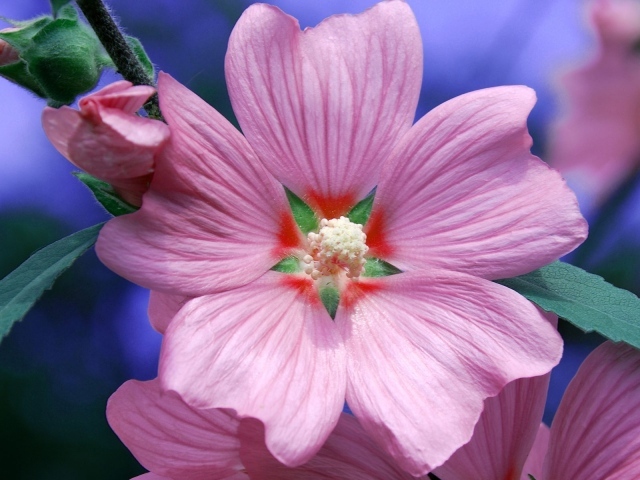 Возьмите цветок