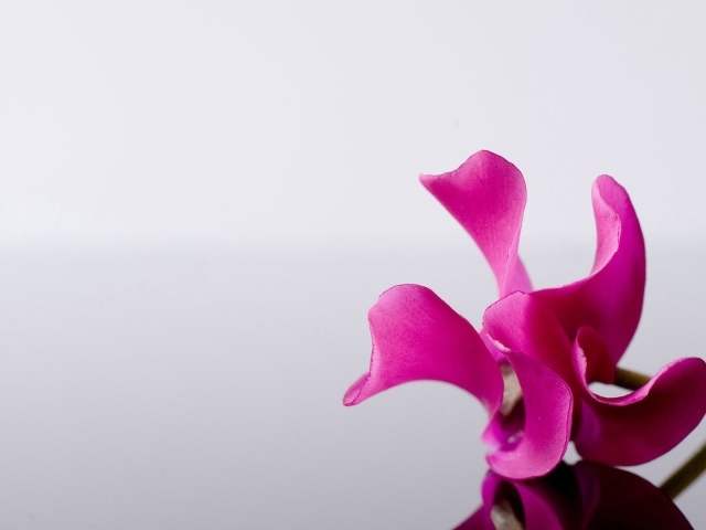 Одинокий розовый цветок