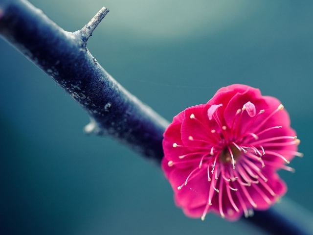 Розовый цветок на ветке