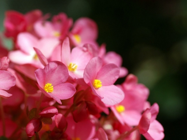 Розовые цветы с желтыми тычинками