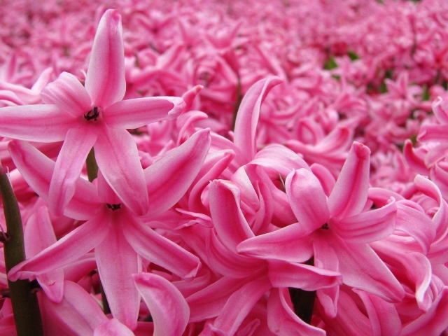 Цветок розовый гиацинт в весеннем саду