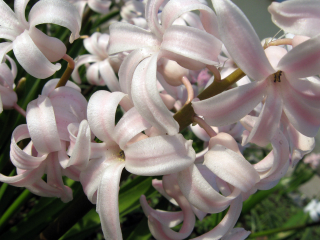 Розовый гиацинт на поляне