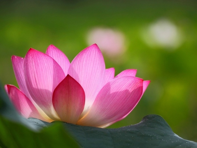 Розовая лилия