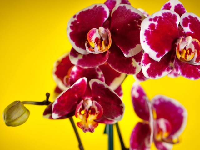 Розовые орхидеи