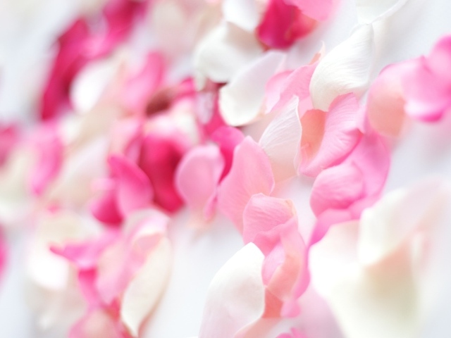 Розовые орхидеи