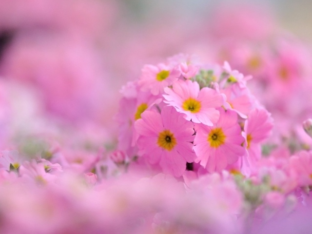 Pозовые лепестки и желтая сердцевина