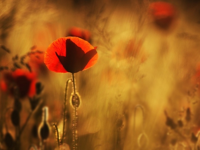 Маки в лучах солнца