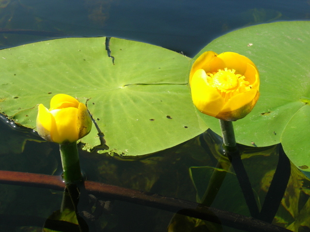 Красивый цветок кубышка на воде