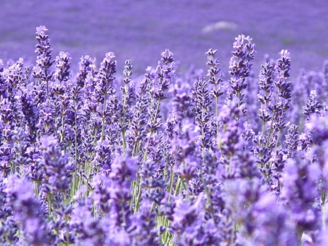 Cтепная трава