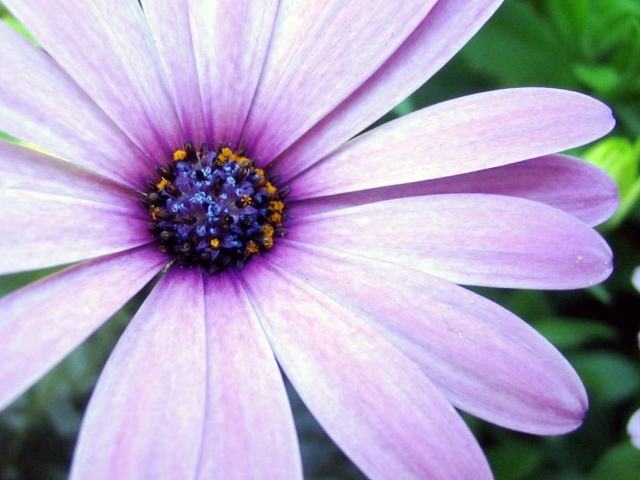 Сиреневая астра