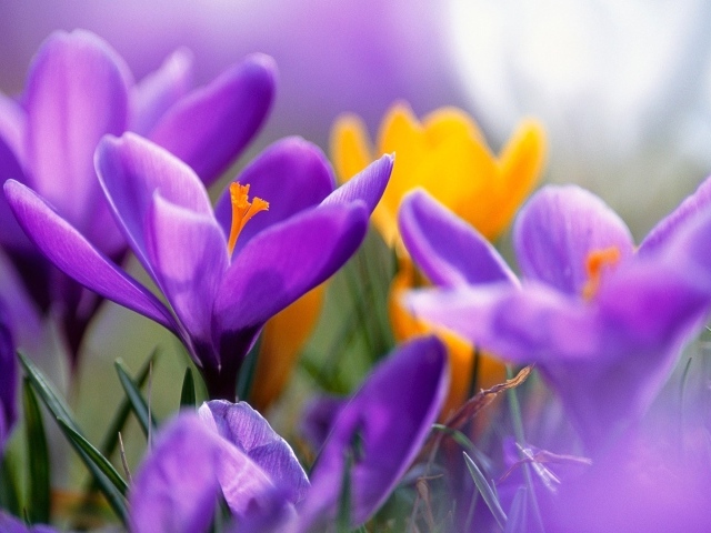 Сиреневые крокусы