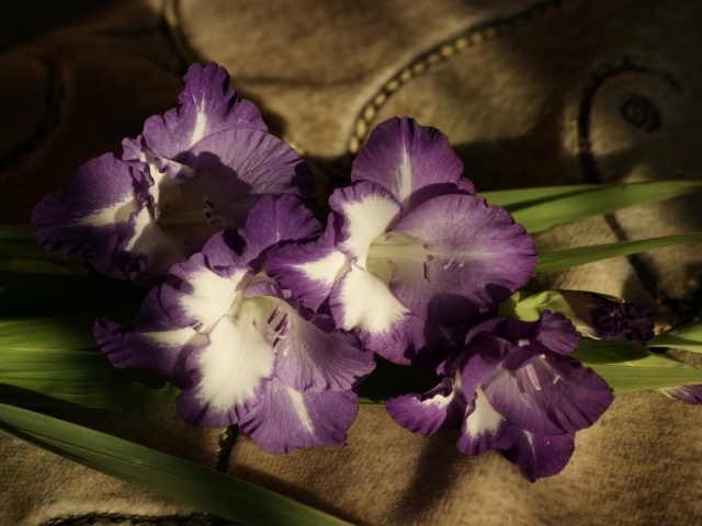 Фиолетовые цветы гладиолуса