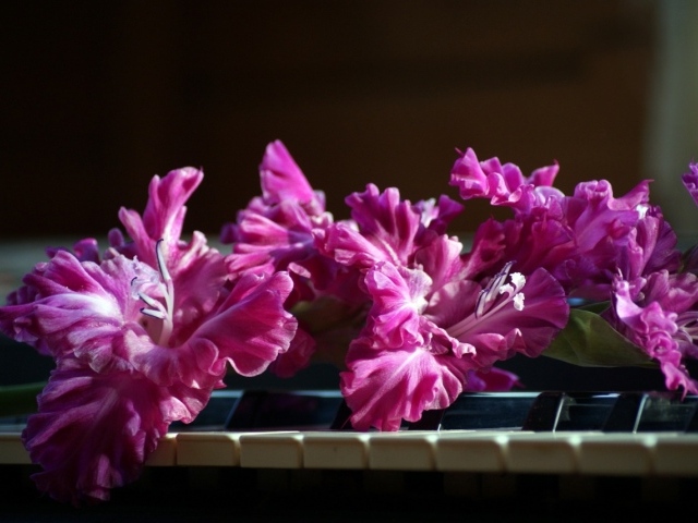 Сиреневые цветы гладиолуса