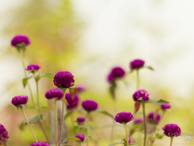 Фиолетовые садовые цветы