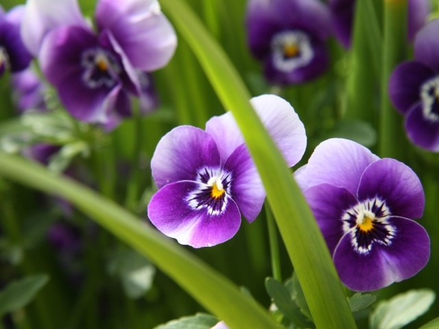 Фиолетовые цветы анютины глазки весной в саду
