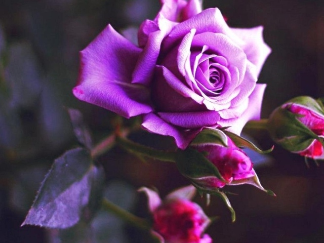 Фиолетовая роза расцвела