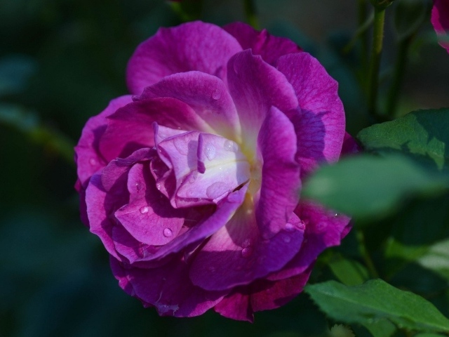 Фиолетовая роза в саду у дома