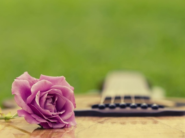 Фиолетовая роза на гитаре