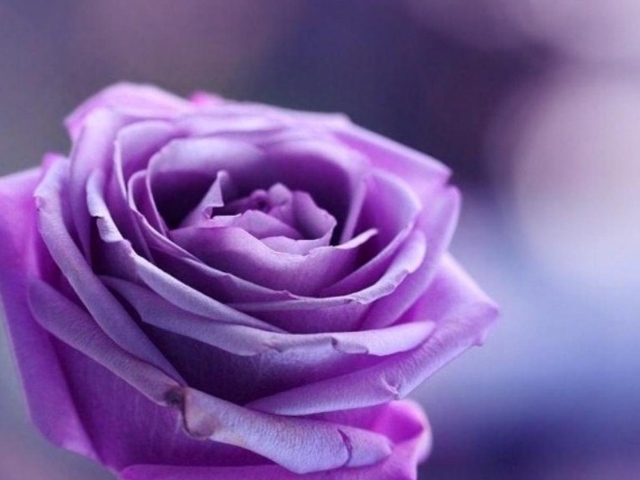 Фиолетовая роза на фиолетовом фоне