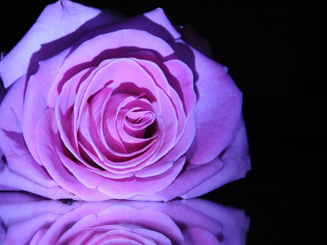 Фиолетовая роза на зеркальном столе