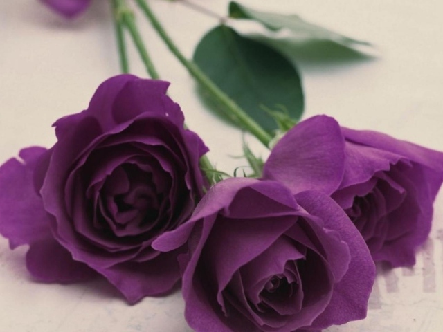 Фиолетовые розы на светлом столе