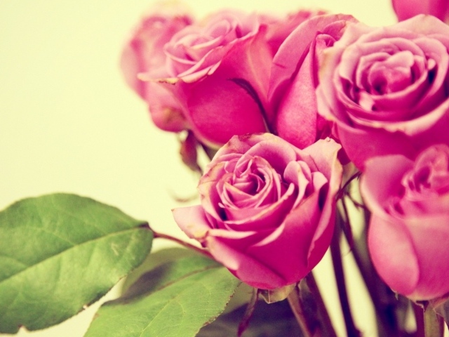 Фиолетовые розы на жёлтом фоне
