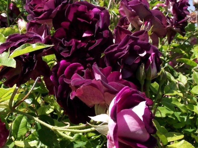 Фиолетовые розы на траве