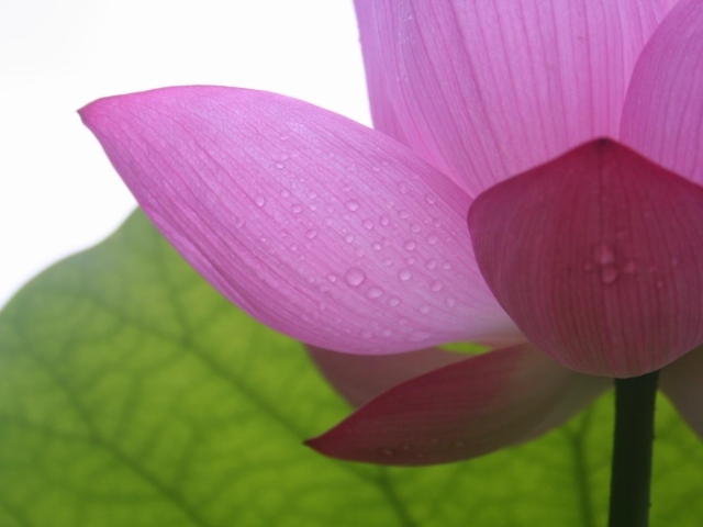 Фиолетовый в тени