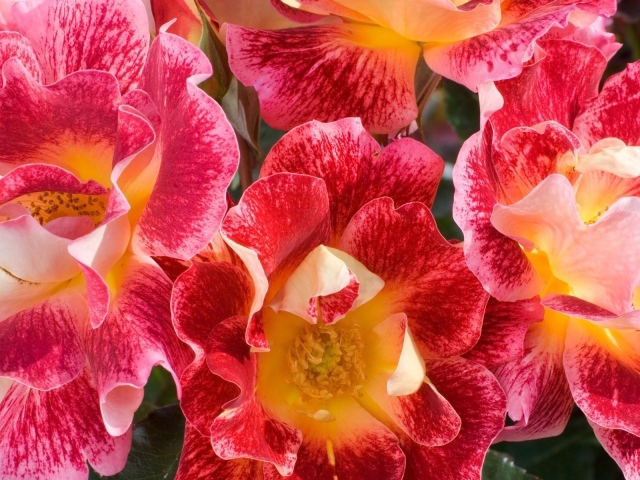 Красные и розовые цветы