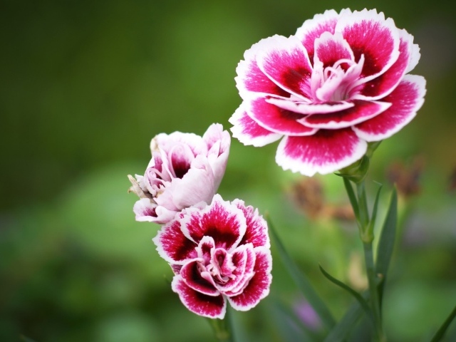 Красно белые цветы