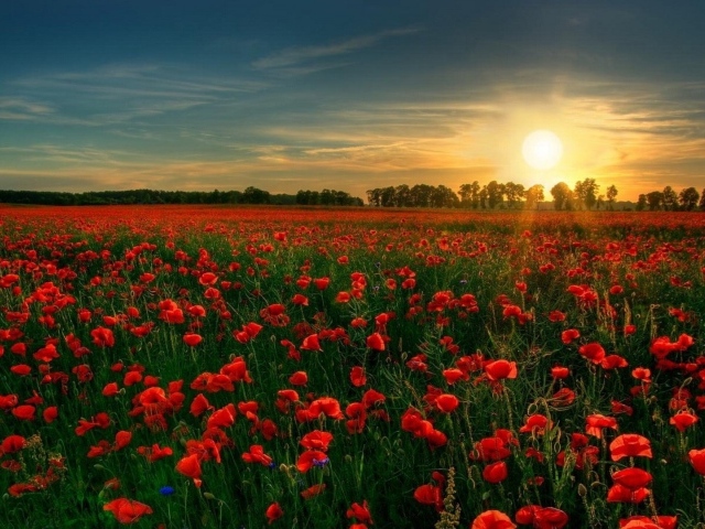 Сад красных цветов