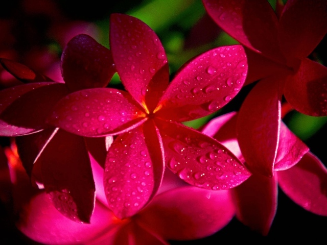 Красные цветки с утренней росой