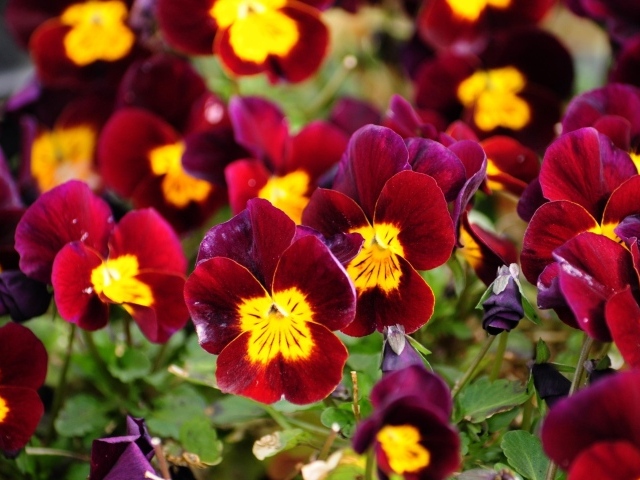 Красные анютины глазки расцвели на поляне