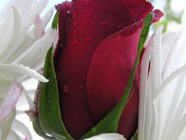 Красная роза в белых листьях