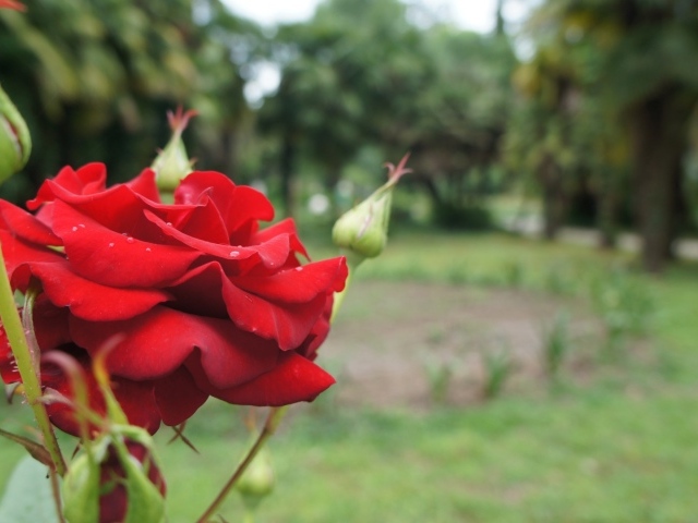 Красная роза на фоне деревьев