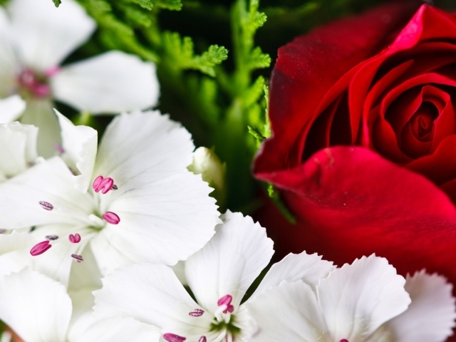Красная розы среди белых цветов