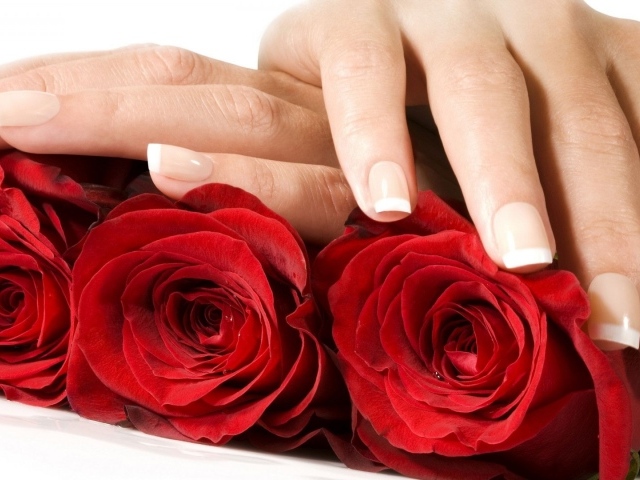 Красные розы и женские руки