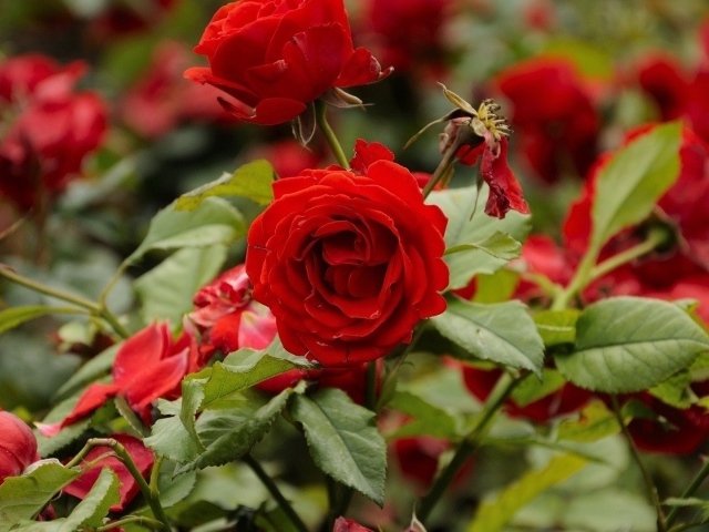 Красные розы цветут в саду